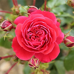 'Cherry Girl' Bush Rose 3L