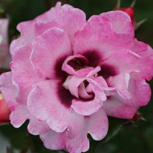 Angel Eyes Floribunda Rose 3L