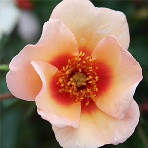 'Smiling Eyes' Bush Rose 3L