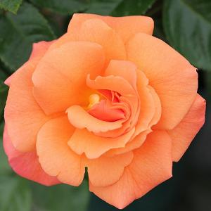 Scent from Heaven Climbing Rose 4L