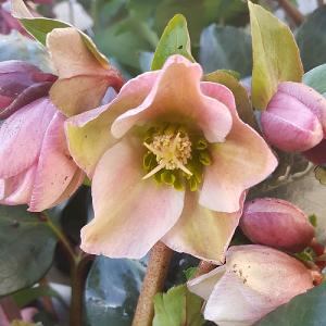 Helleborus Angel Glow 3L Pot