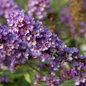 Buddleja 'Blue Chip Junior'