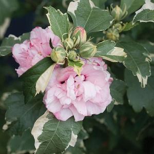 Hibiscus Sugar Tip 3L