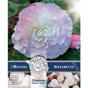 Begonia Double Wunmi Apfelblute - 2 Bulbs