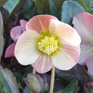 Helleborus Spring Promise Merlin 3L Pot