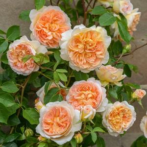 Bathsheba Climbing Rose 6L