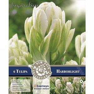 Tulip Double Harborlight (8 Bulbs)