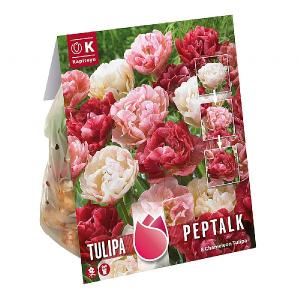 Tulip Peptalk - Chameleon Tulip (8 Bulbs)