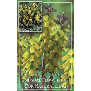 Muscari macrocarpum Golden Fragrance (4 Bulbs)