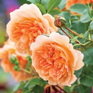 Dame Judi Dench Shrub Rose 6L