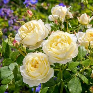 Vanessa Bell Shrub Rose 6L