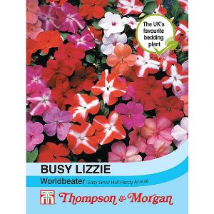 Thompson & Morgan Busy Lizzie Worldbeater