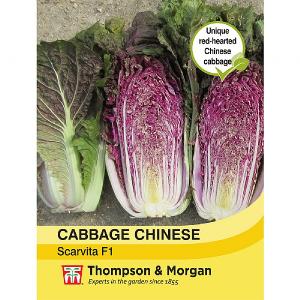 Thompson & Morgan Cabbage Chinese Scarvita F1 Hybrid