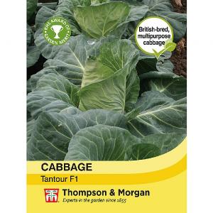 Thompson & Morgan Cabbage Tantour F1 Hybrid