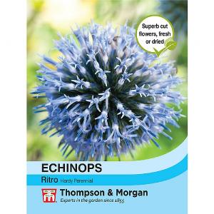 Thompson & Morgan Echinops Ritro