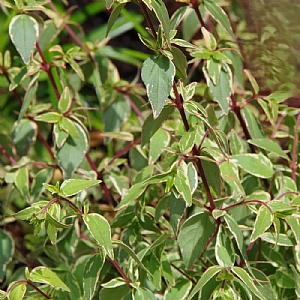 Abelia 'Jelly Beans'