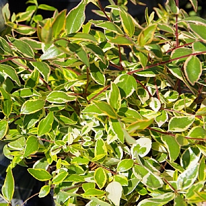 Abelia grandiflora 'Hopleys'