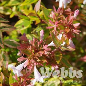 Abelia grandiflora Kaleidoscope