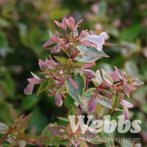 Abelia x grandiflora 'Sunshine Daydream'