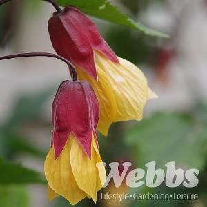 Abutilon 'Kentish Belle'