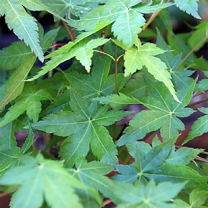 Acer palmatum 'Bi-hoo'