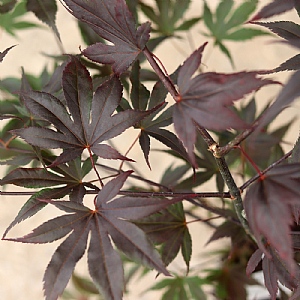 Acer palmatum 'Bloodgood'