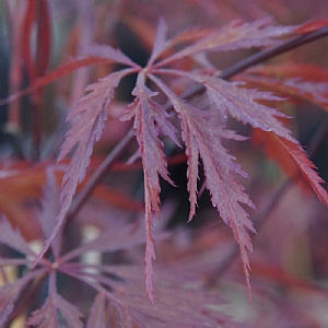 Acer palmatum 'Garnet'