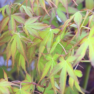 Acer palmatum 'Katsura'