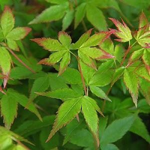 Acer palmatum 'Little Princess'