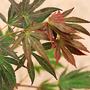 Acer palmatum 'Momiji Gawa'