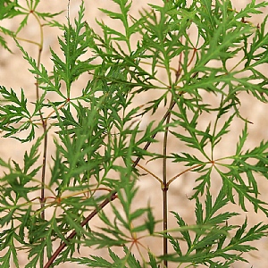 Acer palmatum 'Orangeola'