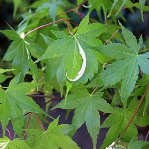 Acer palmatum 'Oridono-nishiki'