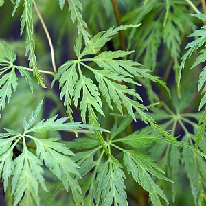 Acer palmatum 'Seiryu'