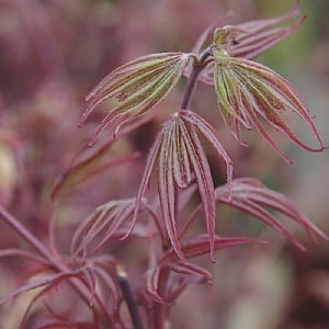 Acer palmatum 'Shaina'
