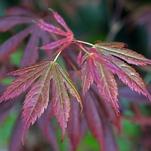 Acer palmatum 'Trompenburg'