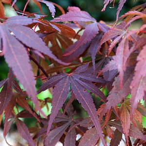 Acer palmatum 'Twombly's Red Sentinel'