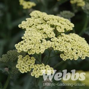 Achillea 'Anthea'