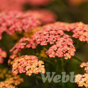 Achillea millefolium 'Apricot Delight'