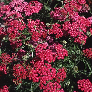 Achillea millefolium 'Cerise Queen'