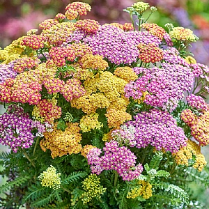 Achillea millefolium 'Dance With Me'