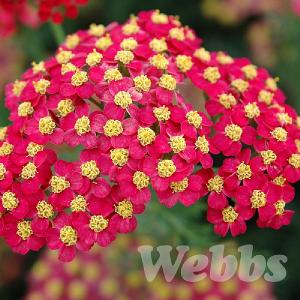 Achillea millefolium 'Paprika'
