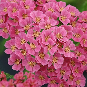 Achillea millefolium 'Pink Grapefruit'