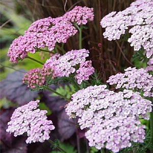 Achillea millefolium 'Rainbow Ending Blue'