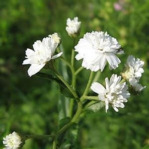 Achillea ptarmica 'The Pearl'