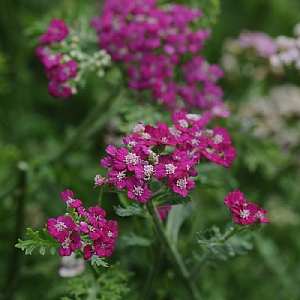 Achillea 'New Vintage Violet'