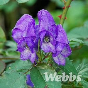 Aconitum carmichaelii 'Arendsii'