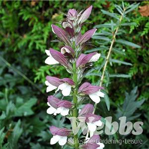 Acanthus spinosus