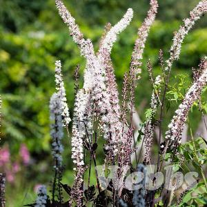 Actaea simplex 'Black Negligee'