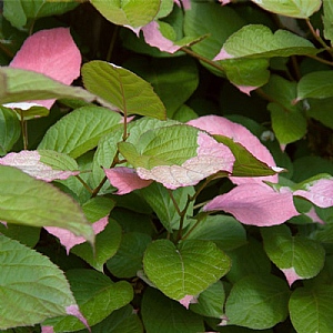 Actinidia kolomikta