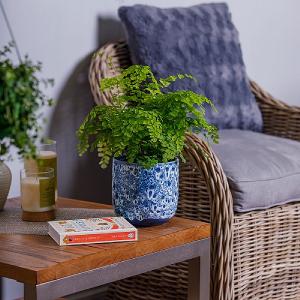 Adiantum fragrans (Maidenhair Fern)